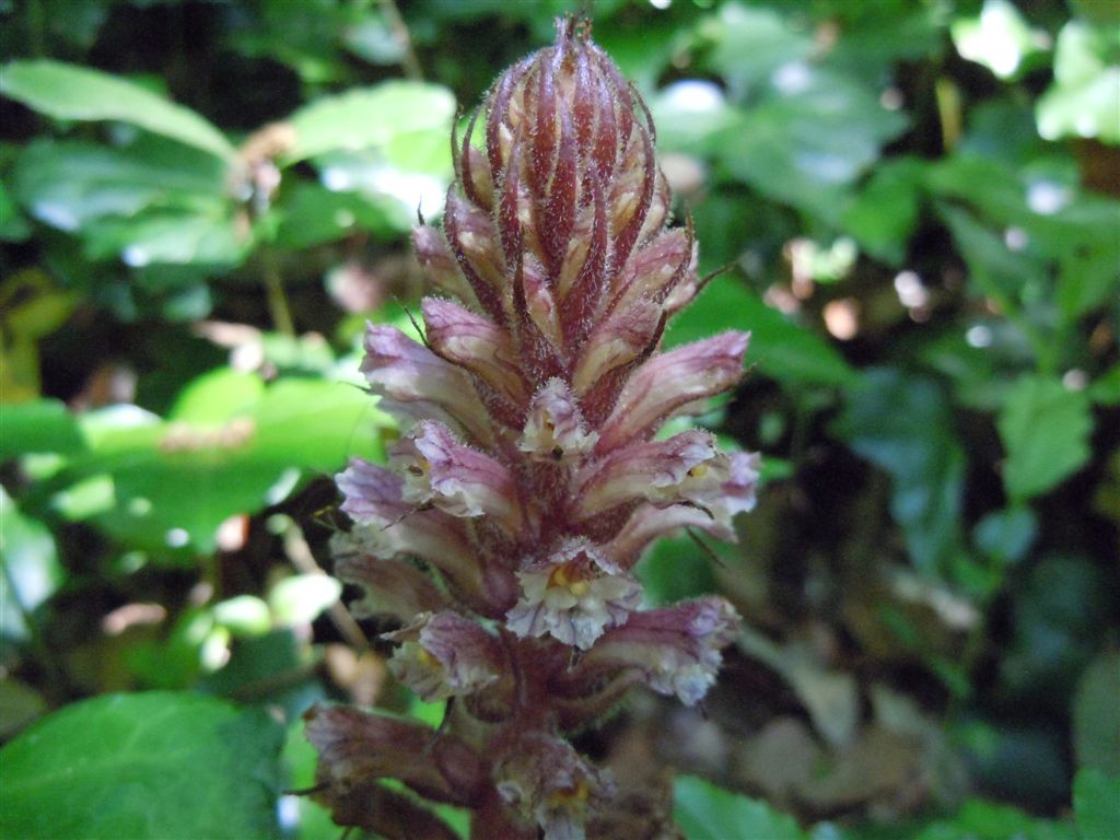 Orobanche hederae / Succiamele dell''edera